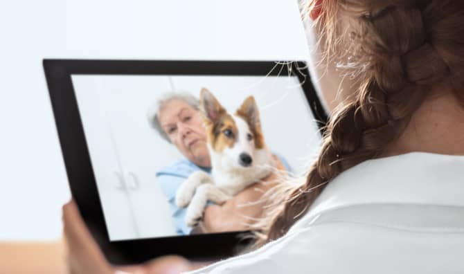 California Now Has Telemedicine for Pets