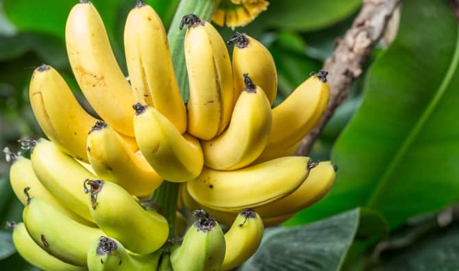 Dole Plans to be Zero Waste by 2025