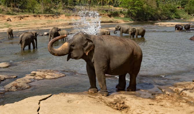 Thanks to Cher: Pakistan’s Loneliest Elephant is Free