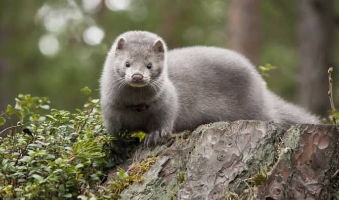 Making The World a Better Place For Our Furry Friends