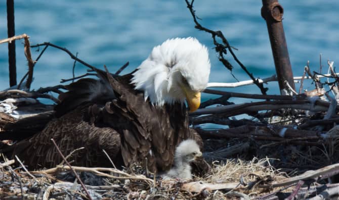 A Bald Eagle Nest Has Been Spotted on Cape Cod