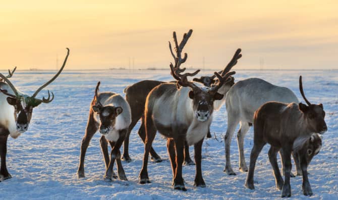 Grazing Herds Could Help Protect Permafrost in the Arctic