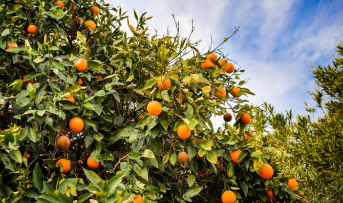 US Grocery Chain is Buying Food From Farmers to Donate to Food Banks