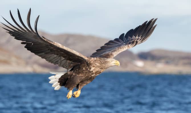 White-Tailed Eagles Soar Over England After 240 Years