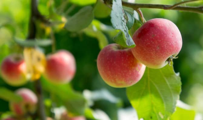 Retiree Volunteers Find 10 Apple Varieties Thought to be Extinct