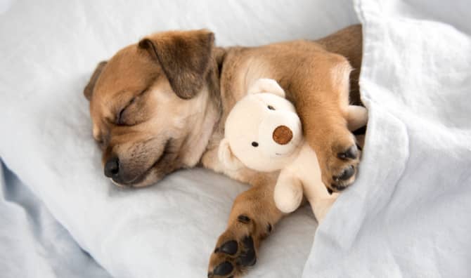 Kind People Across the US Are Fostering Animal Shelter Pets