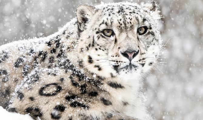 How Former Poachers are Working to Save Russia’s Snow Leopards