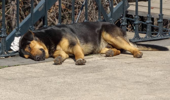 Formerly Invisible Dogs Seen for the First Time