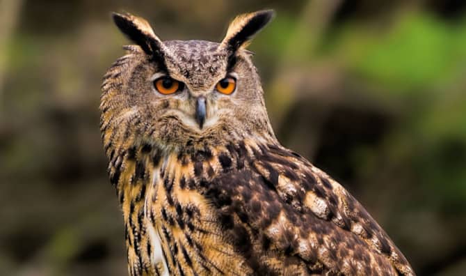 An Owl’s Great Escape is Captivating New Yorkers