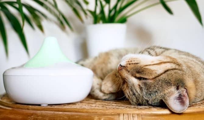 7 DIY All Natural Air Fresheners