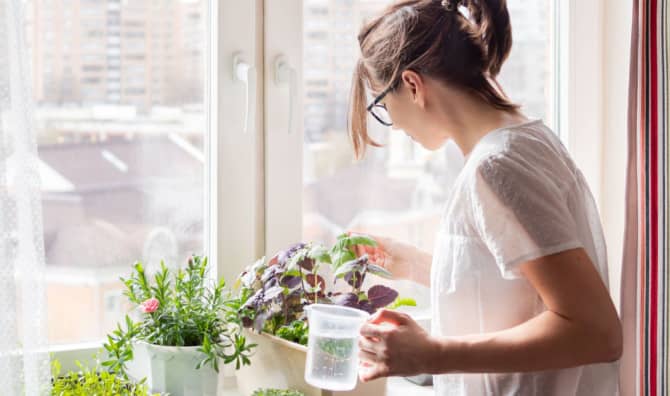 Edible Houseplants That Can Grow all Year Long