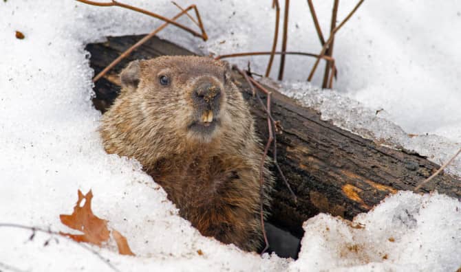 Fun Facts About Groundhog Day That Will Brighten Your Day!