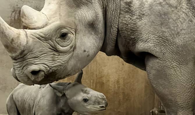 Zoo Holds Sweetest Gender Reveal Party