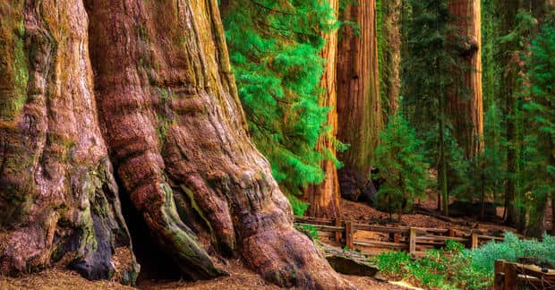 The Giant Coastal Redwood Trees are Being Reborn