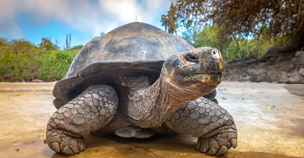 An Extinct Rare Giant Tortoise was Found on the Galápagos Islands