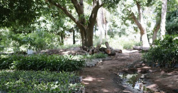 This Search Engine Plants a Tree Every Time You Search Something