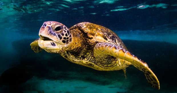 Giant Pacific Ocean Sea Turtles are Making a Comeback