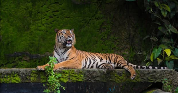 Nepal’s Wild Tigers Are Roaring Back From Near Extinction