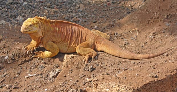 Galápagos Iguanas Finally Return Home After 184 Long Years