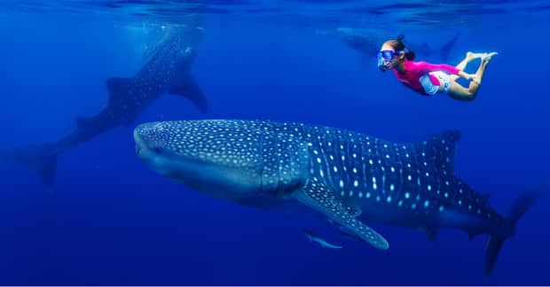 Why Hawaii Is Trying a Bold Plan to Outlaw Killing Sharks