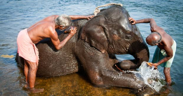 India Opens its First Elephant Hospital