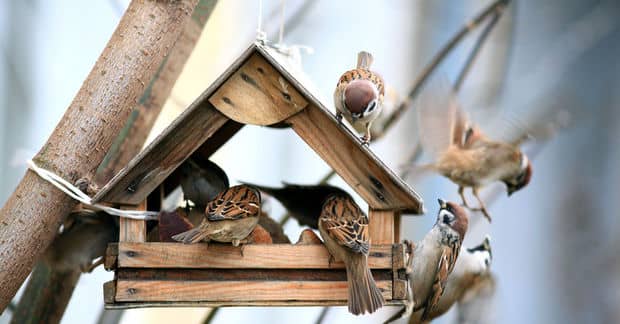 This 96-Year Old Spent 40 Years Building Houses for Bluebirds