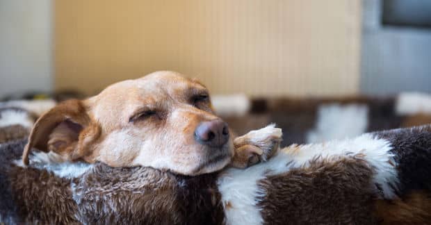 IKEA Italy Gives Stray Dogs a Warm Home This Winter