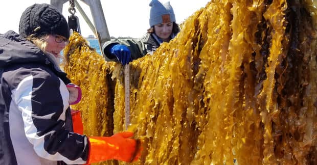 Ocean Farmers Grow Food That Cleans up Pollution and Tastes Good Too