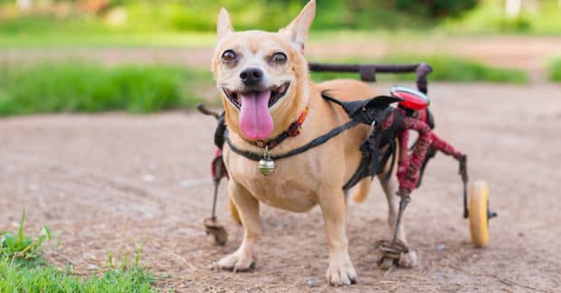 This Woman Has Dedicated Her Life to Helping Animals Nobody Wants