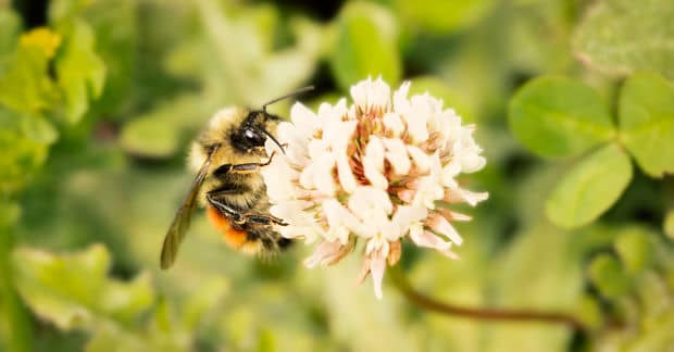 Minnesota Will Pay Homeowners to Transform Lawns Into Bee Gardens