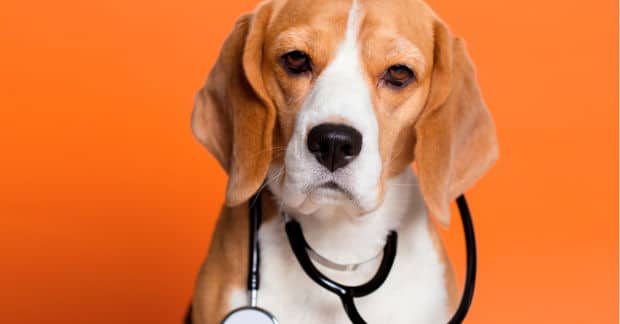 Dogs Can Detect Lung Cancer With 97% Accuracy in New Study