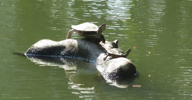 Turtle Species Thought Extinct is Saved by Hindu Temple