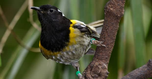 Using Spy Technology to Protect One of New Zealand’s Rarest Birds