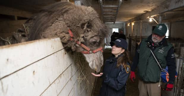More Than 200 Wild Animals Were Rescued From a Roadside Zoo