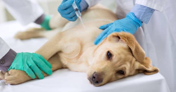 New Research Could Help Dogs with Cancer Get Better Treatment