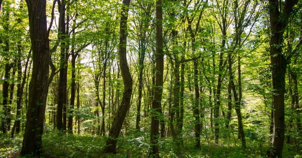 Turkey Will Declare a Holiday Dedicated to Planting Trees