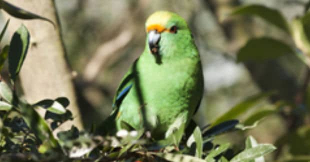 The Population of New Zealand’s Rarest Bird Just Doubled