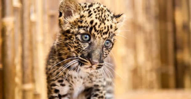 INTERPOL Rescued Thousands of Animals in a Global Sting Operation