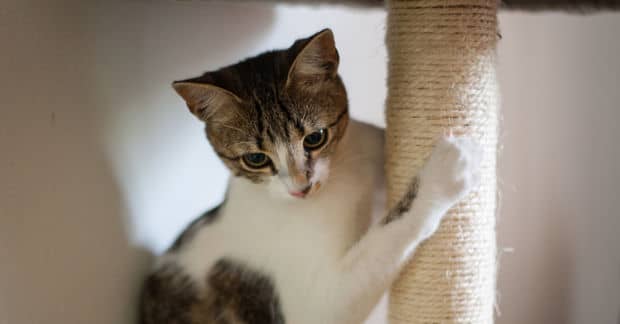 New York Becomes the First US State to Ban Cat Declawing