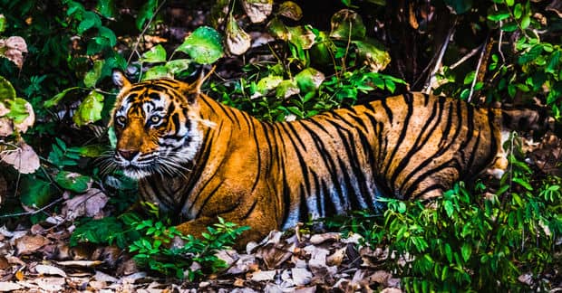 India’s Wild Tiger Population Rose 33 Percent in Only Four Years