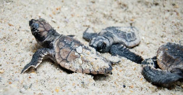 Endangered Sea Turtles are Laying Eggs at Record Pace