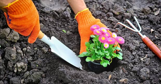 You can Plant this Biodegradable Flower Pot Directly in Your Yard