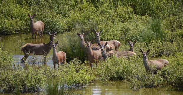Rewilding Nature, a Unique UK Conservation Project