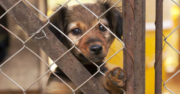 Delaware is the First 90 Percent Save State for Shelter Animals