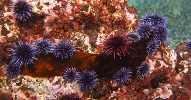 Hungry Algae Eating Tiny Sea Urchins Could Save Hawaiian Reefs
