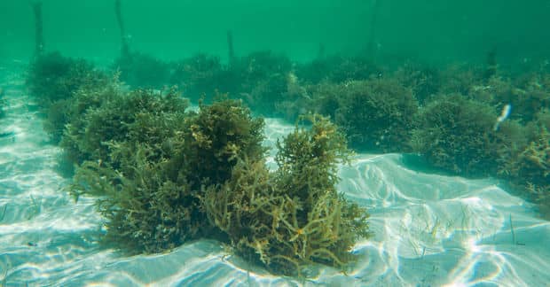 Seaweed Forests Could Help Save Our Planet