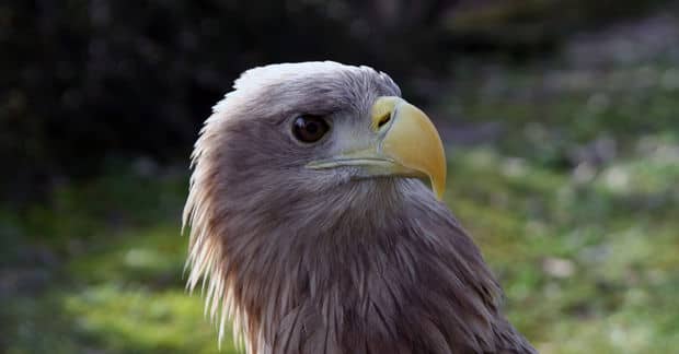 Teens and Animals Heal Together at This Sanctuary