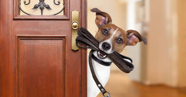 Owning a Dog Can Help You Live Longer