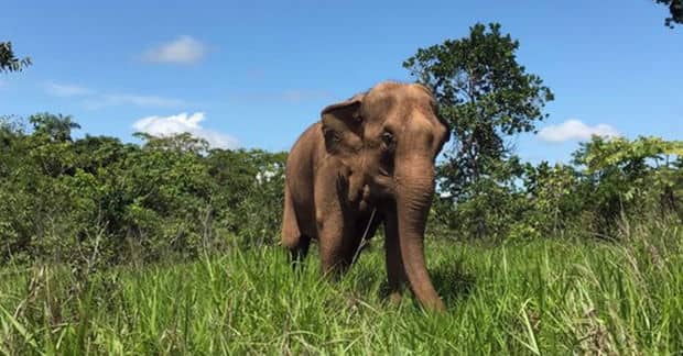 Last Performing Circus Elephant in Chile is Moved to a Sanctuary