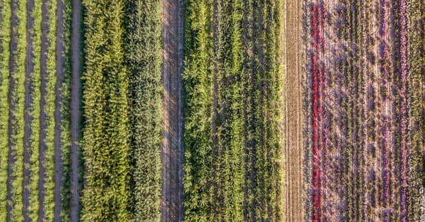 Regenerative Agriculture Can Restore Health to Our Soil